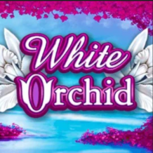  White Orchid review